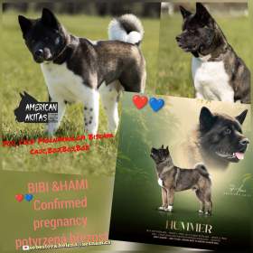 Americká Akita rezervace štěňátek  / 19648970