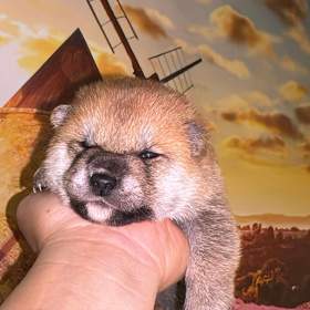 Fotka k inzerátu Shiba s PP  / 18159948