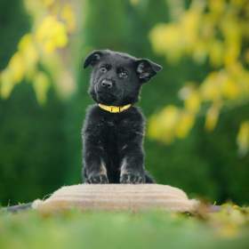 Foto inzerátu německý ovčák -  štěňata s PP