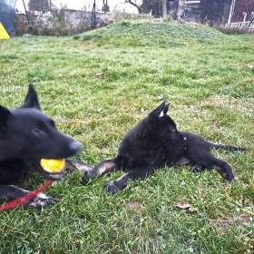 Foto inzerátu německý ovčák -  štěňata s PP