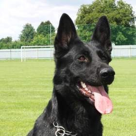 Foto inzerátu německý ovčák -  štěňata s PP