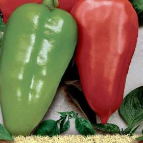 Paprika Sandra -  semena / 19650081