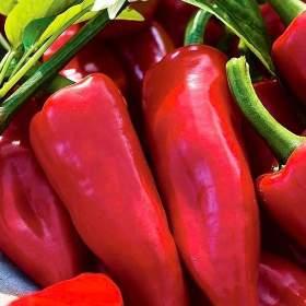 Foto inzerátu Paprika Wika - semena