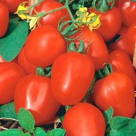 Foto inzerátu Rajče Frodo - semena