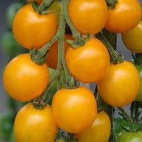 Fotka k inzerátu Rajče Goldkrone -  semena / 18160221