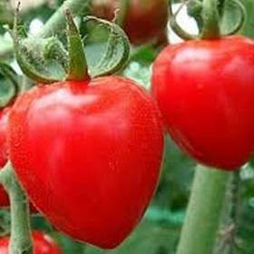 Fotka k inzerátu Rajče Jahodo -  semena / 18160221