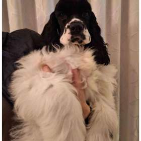 Foto inzerátu Americký kokršpaněl s PP