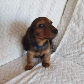 Fotka k inzerátu Jezevčík trpasličí dlouhosrstý / 19645859