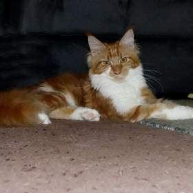 Foto inzerátu Mainská mývalí s PP