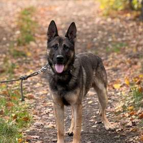 ZEUS - Německý ovčák 1 rok / 19650302