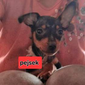 Fotka k inzerátu Trpasličí pinč bez PP  / 17841893