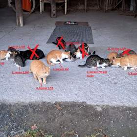 Fotka k inzerátu Daruji kocoury / 19380929