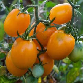 Rajče Jokato -  semena / 19650549