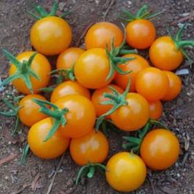 Fotka k inzerátu Rajče Minigold -  semena / 19349077