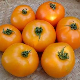 Fotka k inzerátu Rajče Oranže -  semena / 19349077