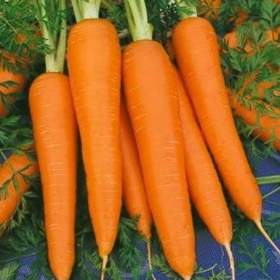 Foto inzerátu Mrkev Berlikumer 2 - semena