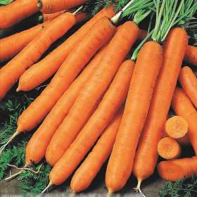 Foto inzerátu Mrkev Cidera - semena