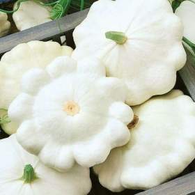 Foto inzerátu Patizon Patinova - semena