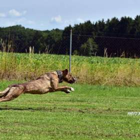 Fotka k inzerátu Nalezená Bonie hledá nový domov / 19344166