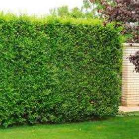 Foto inzerátu Podzimní VÝPRODEJ: Kouzelný (zázračný) živý plot - Jilm sibiřský - bezkonkurenční cena!