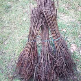 Foto inzerátu Podzimní VÝPRODEJ: Kouzelný (zázračný) živý plot - Jilm sibiřský - bezkonkurenční cena!