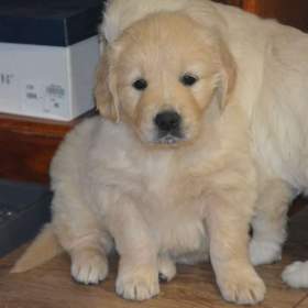 Fotka k inzerátu Zlatý retrívr -  holčičky  / 19344166