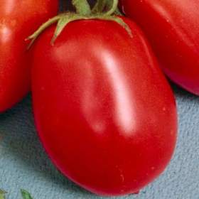 Fotka k inzerátu Rajče Orbit -  semena / 19388714