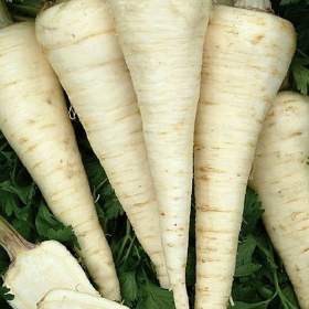 Fotka k inzerátu Petržel kořenová Olomoucká dlouhá -  semena / 19650073