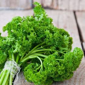 Fotka k inzerátu Petržel naťová Astra -  semena / 19650073