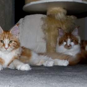 Foto inzerátu Mainská mývalí s PP