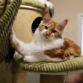 Foto inzerátu Mainská mývalí s PP