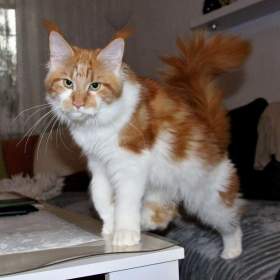 Foto inzerátu Mainská mývalí s PP