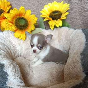 Fotka k inzerátu Čivava -  fenečka bez pp / 19344166