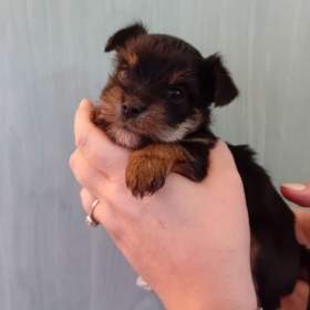 Foto inzerátu Štěňátka jorkšíra Návsí u Jablunkova 