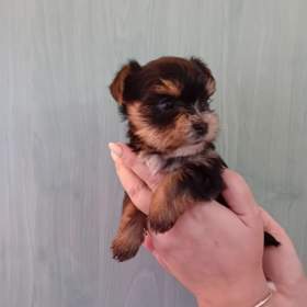 Fotka k inzerátu Štěňátka jorkšíra Návsí u Jablunkova  / 19650141