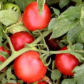 Foto inzerátu Rajče Proton - semena