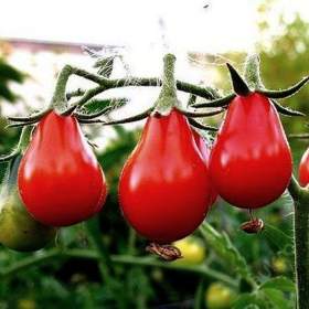 Fotka k inzerátu Rajče Radana -  semena / 18158437