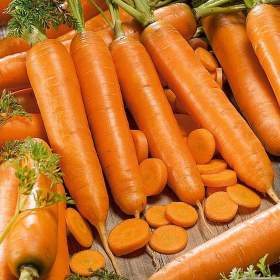 Foto inzerátu Mrkev Sylva - semena