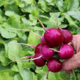 Fotka k inzerátu Ředkvička Lilana -  semena / 19650077