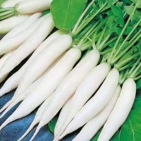 Fotka k inzerátu Ředkvička Rampouch -  semena / 19650077