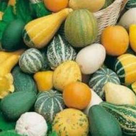 Fotka k inzerátu Okrasná tykev -  drobnoplodá směs -  semena / 19650077