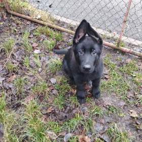 Foto inzerátu Německý ovčák štěně