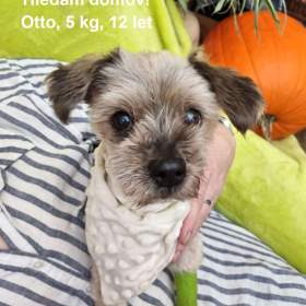 Fotka k inzerátu OTÍČEK -  5 kg, kastrovaný psík 12 let  / 19644248