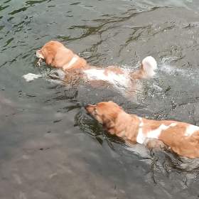 Foto inzerátu Český horský pes s PP FCI 