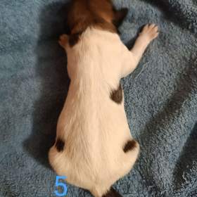 Foto inzerátu Český horský pes s PP FCI 