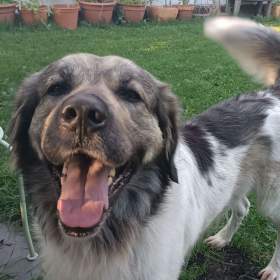 Foto inzerátu Český horský pes s PP FCI 