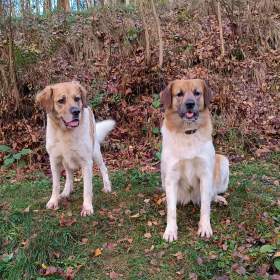 Foto inzerátu Český horský pes s PP FCI 