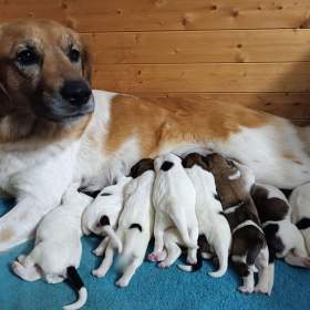 Foto inzerátu Český horský pes s PP FCI 