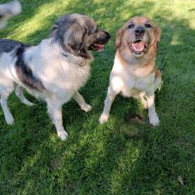 Foto inzerátu Český horský pes s PP FCI 