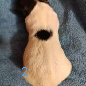 Foto inzerátu Český horský pes s PP FCI 